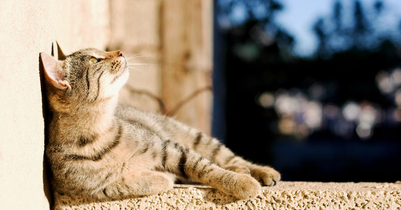 Cat enjoying the sun - a cat has more freedom